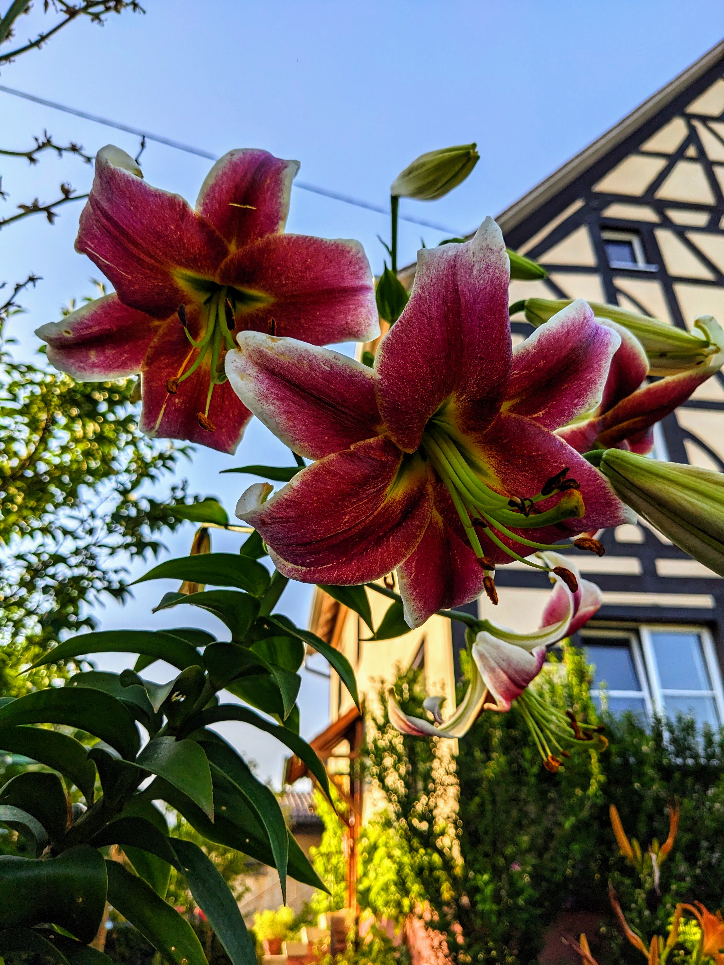 Blooming lilies in the Villa Salem garden with the house in evening light