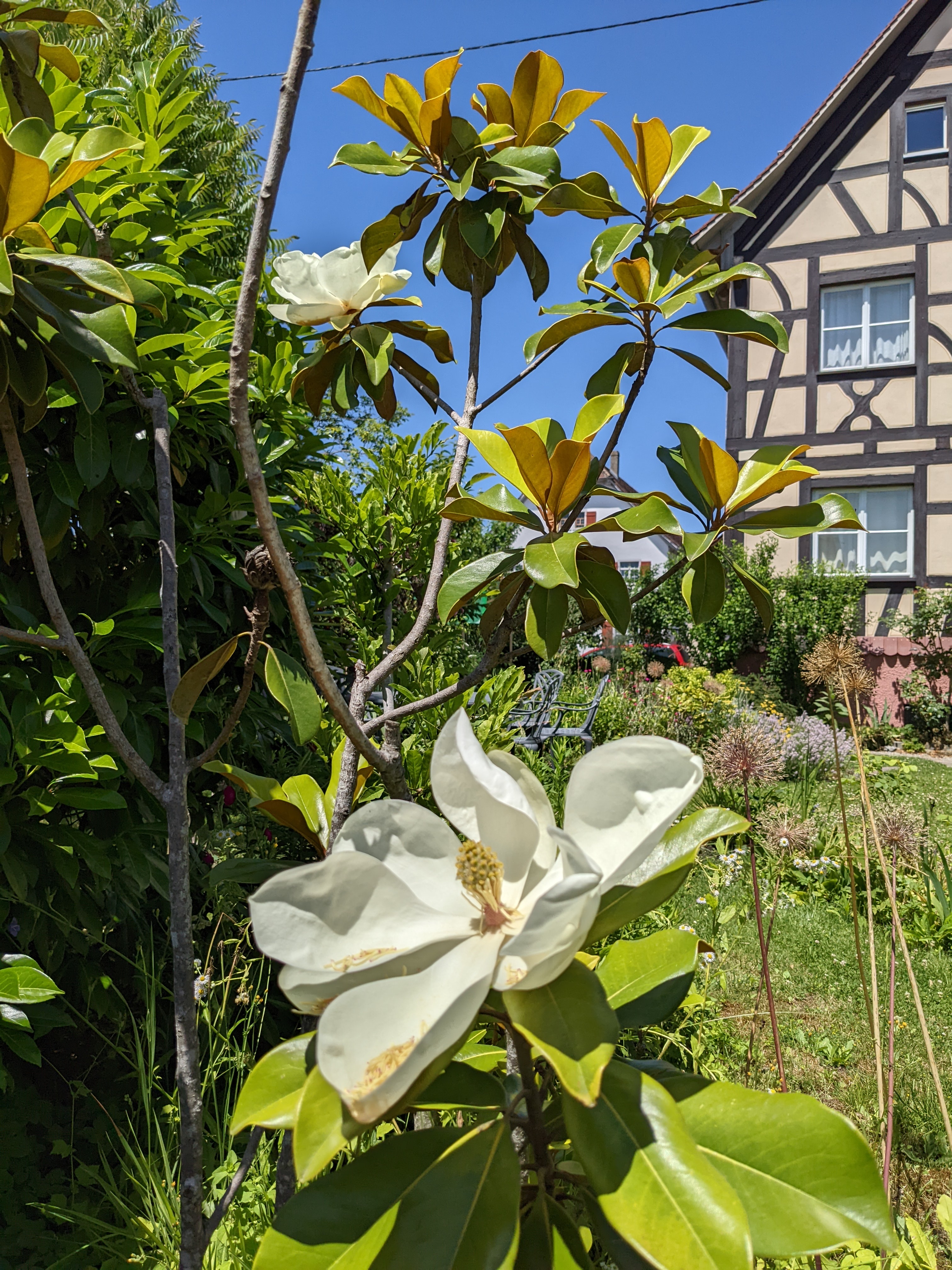 Magnolia blossoms in the shared garden of Villa Salem with the half-timbered house behind